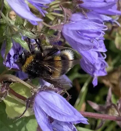 Rose Bee Happy Anex
